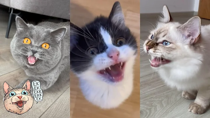 ekekekkekkek compilation - Best Cat Chirping Chattering of August 2023