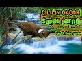 Suara Masteran Cililin Gacor Full Nembak Dan Suara Alami Terapi Gemercik Air Sungai Mp3 - Mp4 Download