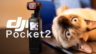 【DJI Pocket 2】猫と暮らす動画クリエイターの日常