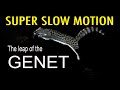 Super slow motion: The leap of the genet