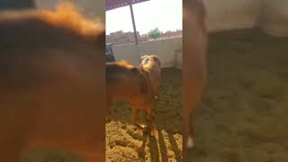 Semental TRES A JESS