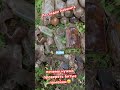 Госпитальная помойка #коп #ww2 #metal_detecting #вов #коп_по_войне #госпиталь #помойка #weltkrieg