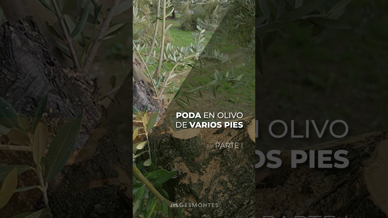 PODA EN OLIVO DE VARIOS PIES - PARTE I