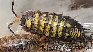 Porcellionides virgatus  Isopod Care Guide with ​⁠@InvertebrateDude by Aquarimax Pets 1,052 views 2 months ago 18 minutes