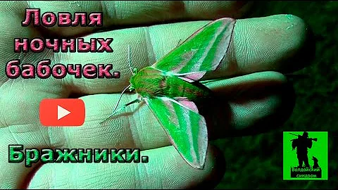 Ловля ночных бабочек. Бражники.