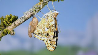 Painted Lady Caterpillar to Butterfly Time lapse by Warren Photographic 48,055 views 3 years ago 25 seconds