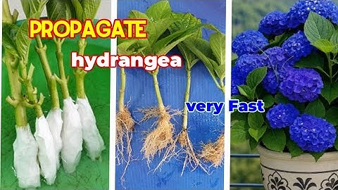  Propagate hydrangea flower from cuttings using tissue paper, how to grow hydrangea flower in pots. 