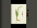Lily of the Valley — Tiny Bells