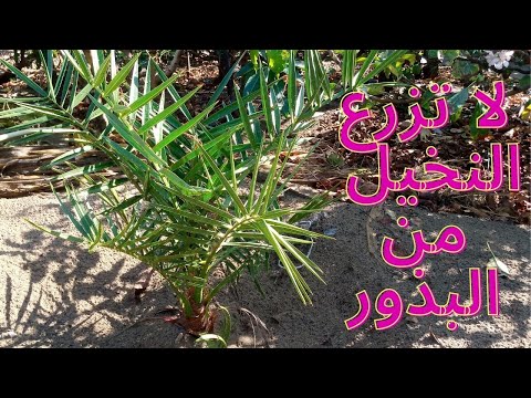 فيديو: صعوبة زراعة نخلة