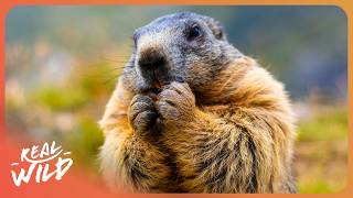 Meet The Animals That Refused To Go Extinct