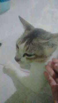 indah nyah kucing kuh dan akuh🥺💖 #sadsong