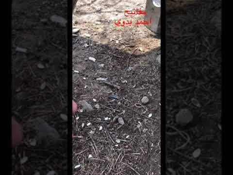 لوز السدر المقوي الجنسي وزراعة السدر السريعة