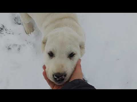 Video: Hoe Een Puppy Uit Alabai Eruit Zou Moeten Zien