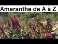 L amaranthe de a  z presque