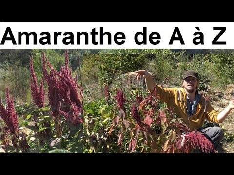 Vidéo: Amarante - Utilisation Et Culture