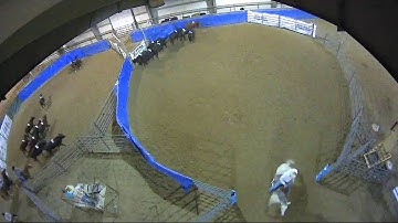 Big Sky Ranch Sorting Saddle Series #4 - #5 SORT - Round #1 - Ride #38