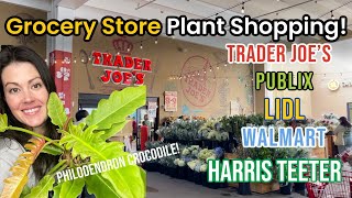 Philodendron Crocodile Is Here! Grocery Store Plant Shopping! Trader Joe's, Walmart, Publix & More!