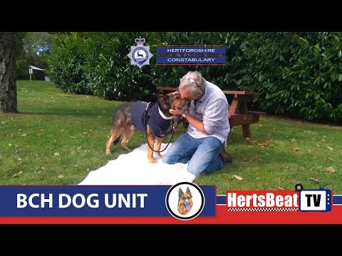 Update on Police Dog Finn