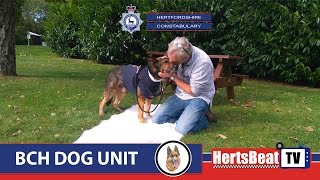 Update on Police Dog Finn