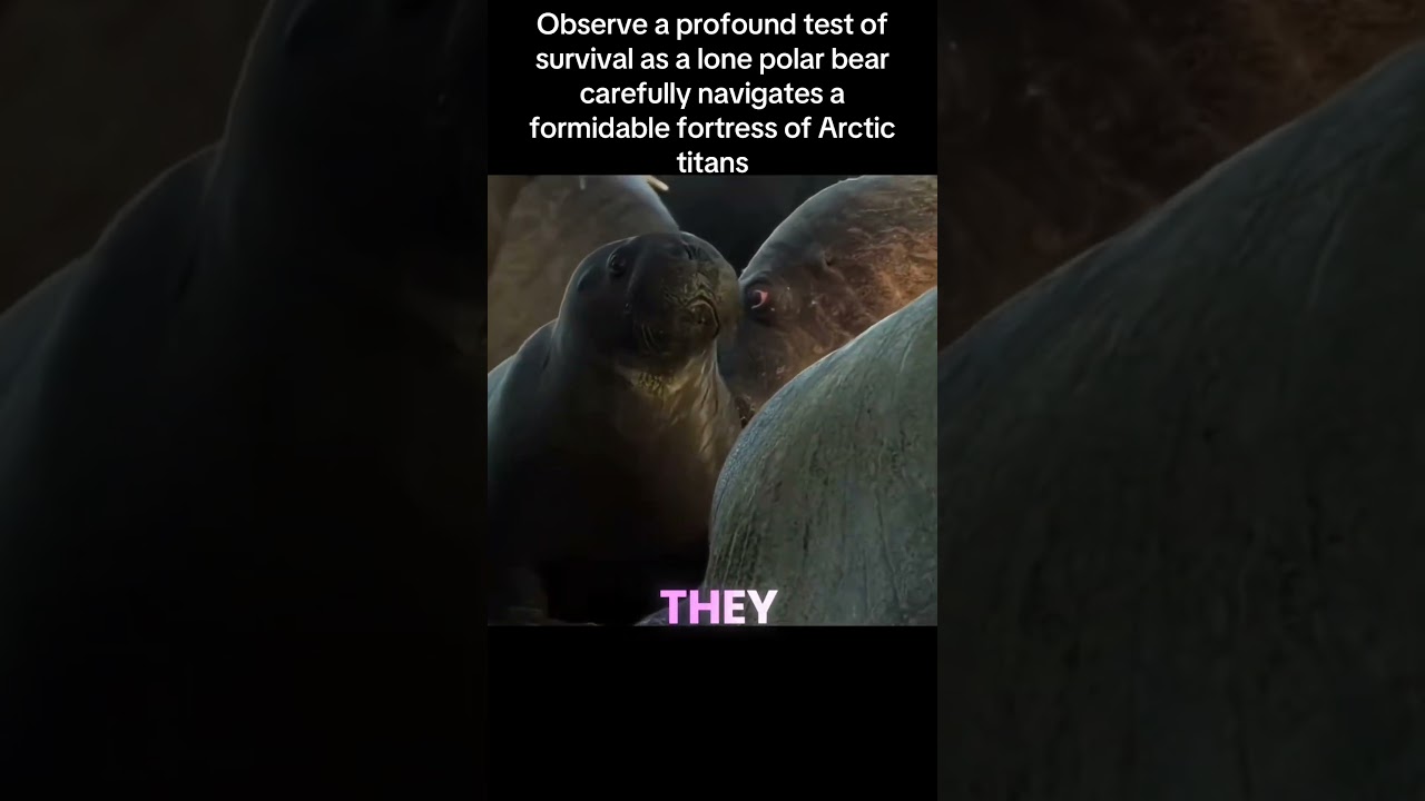 The Ivory Fortress: A Polar Bear's Calculated Siege #wildlife #documentary #animals #sea #shorts