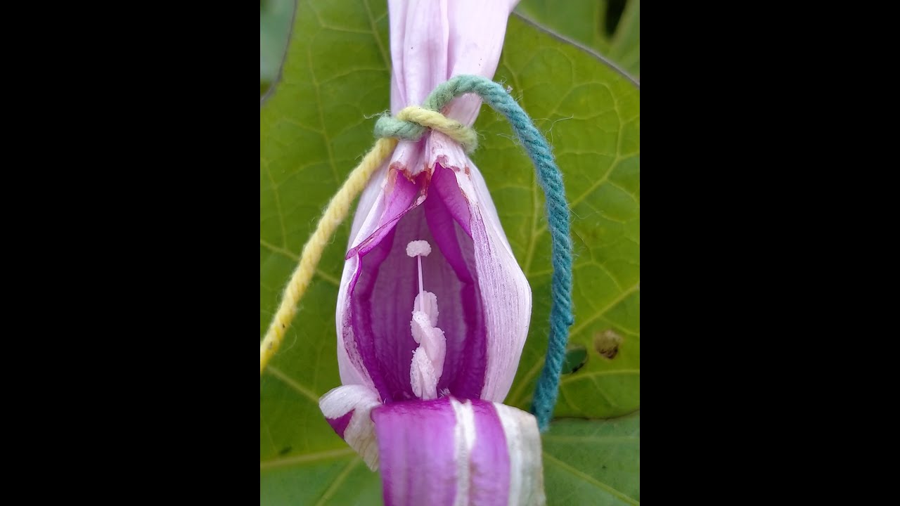 TEKNIK PERSILANGAN UBI JALAR