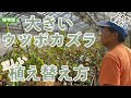 【食虫植物】大きいウツボカズラの植え替え方。これが答えだ！in兵庫県立フラワーセンター