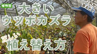 【食虫植物】大きいウツボカズラの植え替え方。これが答えだ！in兵庫県立フラワーセンター