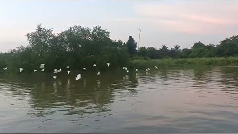 Birds sanctuary. Cruising Perak River at Teluk Intan, visiting fish farms and Pulau Bangau