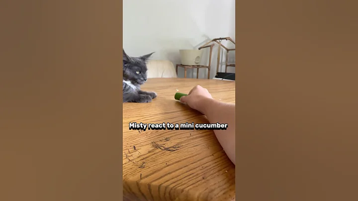 Watch the video about A Maine coon reacting to a mini cucumber #mainecoons #kittens #catshorts