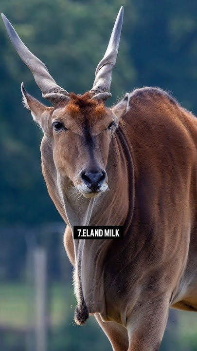 Top10 Most Expensive Milk In The World trending viral youtubeshorts top10-most-expensive-milk-in-the-world-trending-viral-youtubeshorts