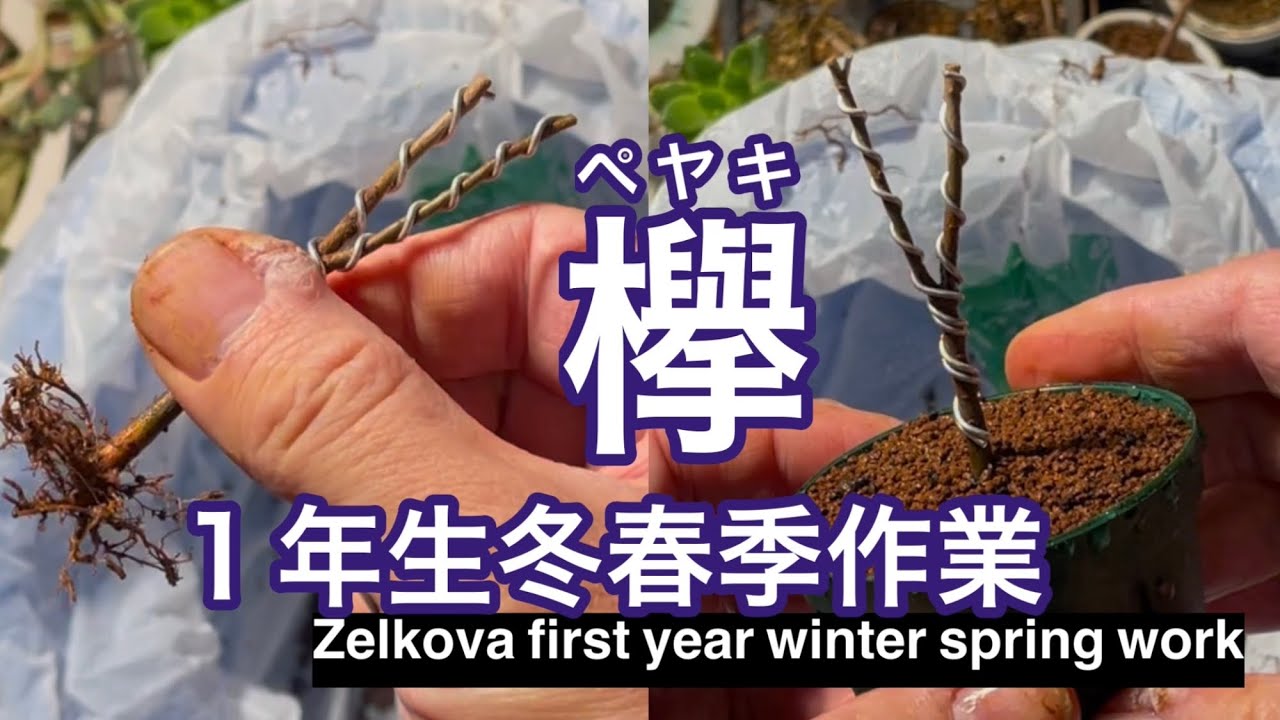 ケヤキ1年生冬春季作業 / Zelkova first year winter spring work
