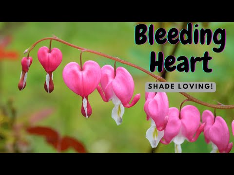 Βίντεο: Planting Bare Root Bleeding Heart: Tips for Bare Root Planting Of Bleeding Heart Plants