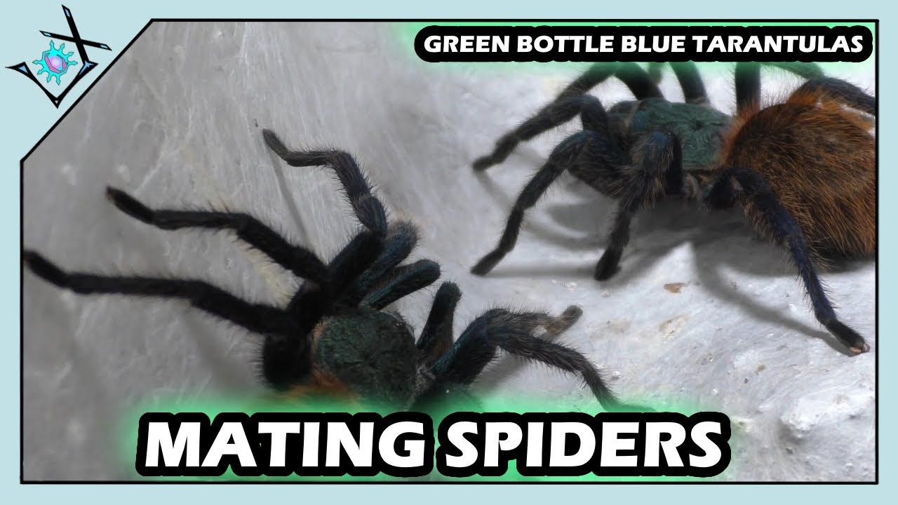 Breeding My Last Green Bottle Blue Female【Tarantula Breeding】