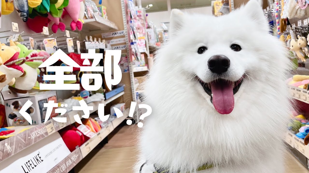 おもちゃ売り場に誕生日プレゼントを選びに来たサモエド
