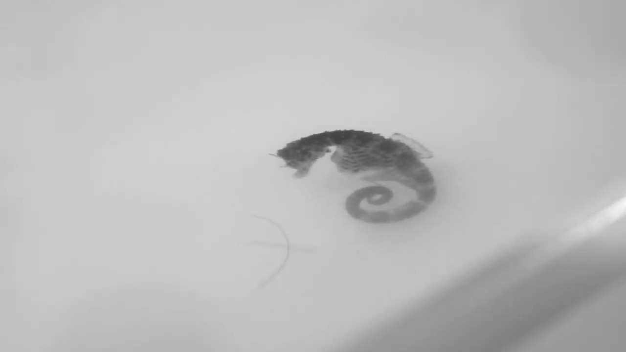 Male Seahorse Needs Surgery After Birth Of 2K Babies YouTube