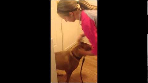 how to put on a choke chain