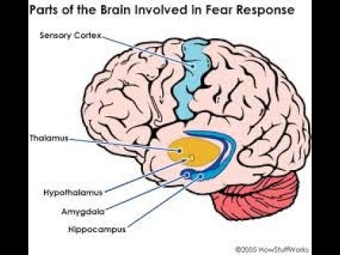 Mindful Breathing Exercise