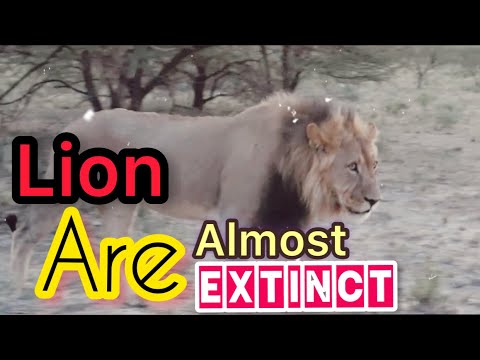 Video: A munden luaneshat të rritin mane?