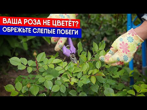 Ваша роза не цветёт? Обрежьте слепые побеги