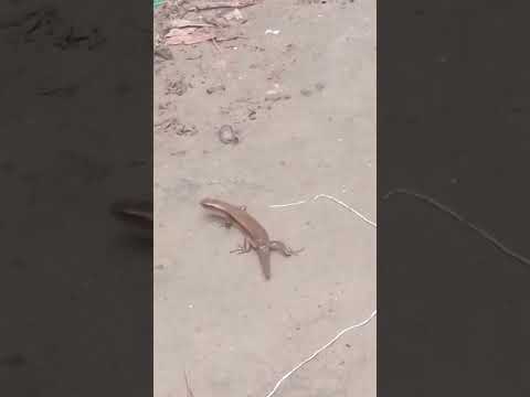 Sanda Verson 2025 Virlshort Sanda Reels Shortvideo GW MARUF 10