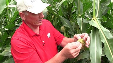 Corn rootworm: How to scout for corn rootworm beetles