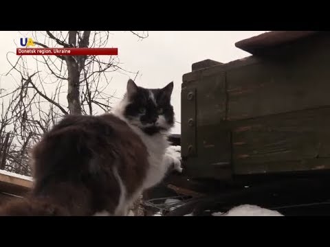 Frontline Cat Gives Life For Soldiers