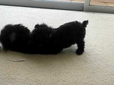 Lucy & Sally Webster, toy poodle pups of Sue & Car...