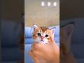 ピッタリ😮Perfectly💗#shorts #cute #cat #猫 #かわいい #癒し #котенок #बिलौटा #katze  #고양이