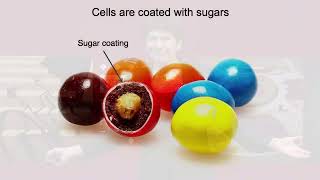 ScienzaAttrice