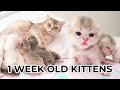 ADORABLE 1 WEEK OLD KITTENS Feeding &amp; Nursing (British Shorthair Blue Golden Shaded and Pointed)