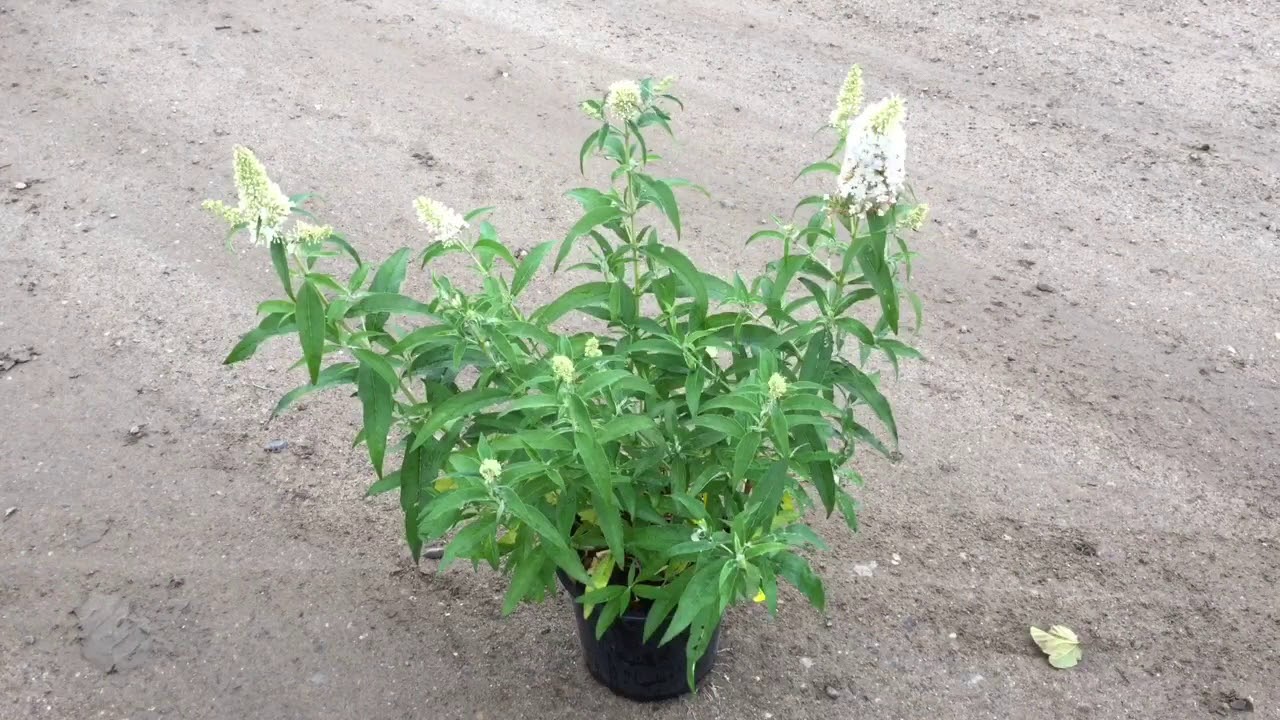 Prydbuske  | Uge 41/42 - 2018 | Vecko 41/42 - 2018