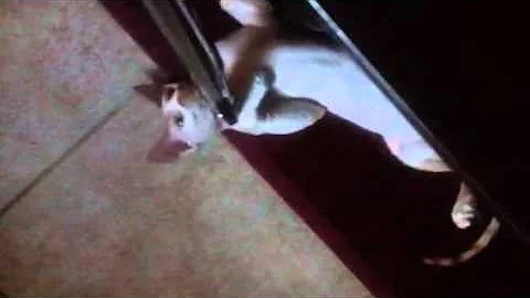 Video 11714601: sphynx love