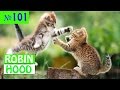 ПРИКОЛЫ 2017 с животными. Смешные Коты, Собаки, Попугаи // Funny Dogs Cats Compilation. Май №101