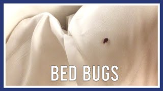 Bed bug treatment by PGH Pest Prevention 194 views 2 years ago 2 minutes, 39 seconds